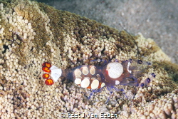 The one with brains is a female shrimp by Peet J Van Eeden 